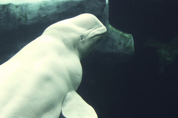Fototapeta premium White Whale