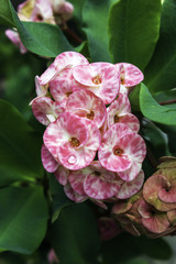 Pink and white Euphorbia milli Desmoul flower