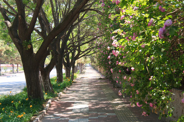 Sidewalk and tree