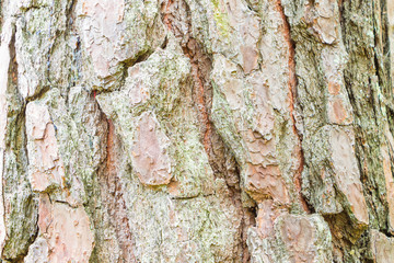 Close up Bark of Pine Tree ,texture background