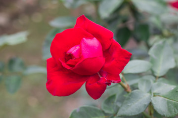 Fototapeta premium red roses in the garden 