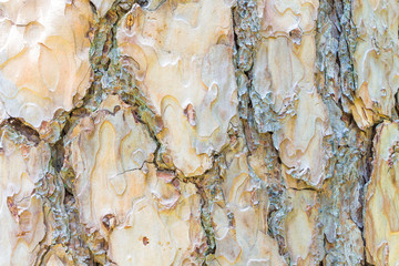 Close up Bark of Pine Tree ,texture background