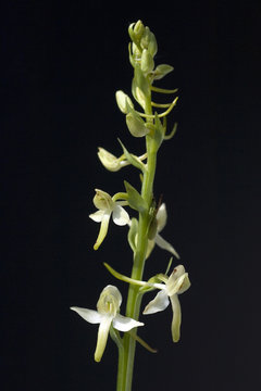 Gruene Waldhyazinthe, Platanthera chlorantha,