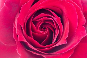 red rose as a background