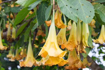 yellow Angel's Trumpet flower
