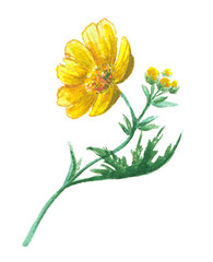 Buttercup yellow flower