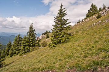 Fototapeta na wymiar mountain meadow with limestone rocks and isolated tree near Velky Choc hill