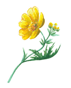 Buttercup Yellow Flower