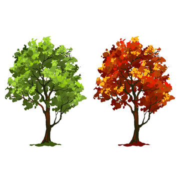 Tree vector illustration   painted watercolor