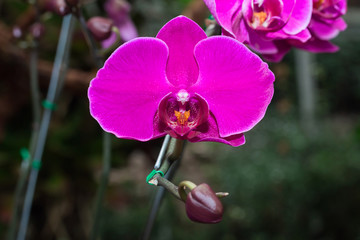 Beautiful purple orchid 
