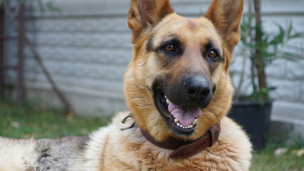 German shepherd dog with funny face