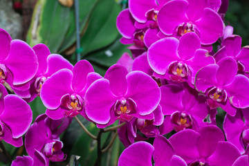 Beautiful purple orchid 

