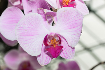 Beautiful purple orchid 
