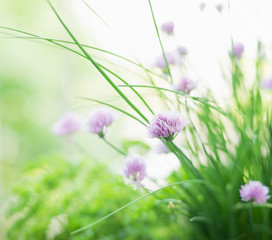 chives flowers on herb garden background