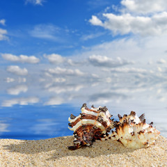 Obraz na płótnie Canvas Beach background.Summer beach with sea shells and blue sky