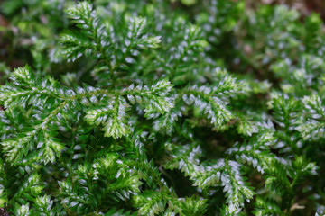 Beautiful green fern as a background
