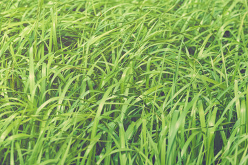 Tall Grass Closeup Faded