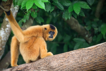 Yellow-cheeked gibbon female, Nomascus gabriellae 