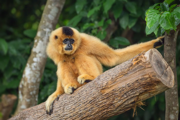 Yellow-cheeked gibbon female, Nomascus gabriellae 