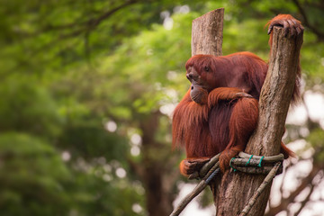 Orangutan in the Singapore Zoo