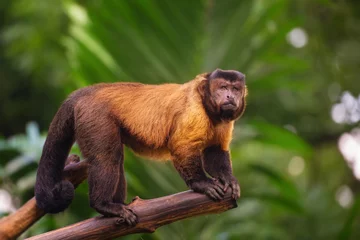 Papier Peint photo Lavable Singe Brown capuchin monkey among the trees.
