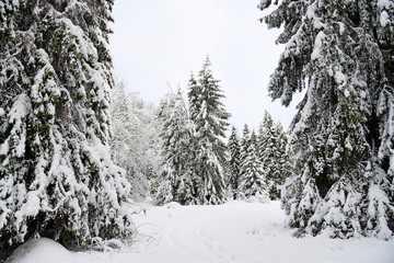 Christmas background with snowy fir trees