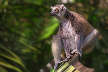 Ring-tailed lemur from Madagascar in Singapore Zoo