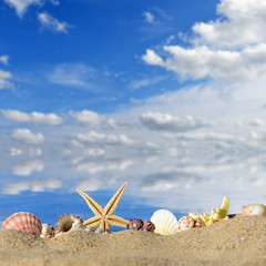 Sea shells and star fish with sand