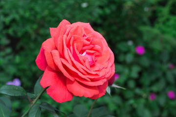 red roses in the garden
