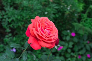 red roses in the garden
