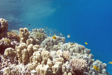 Naklejka na ściany i meble Coral reef with porites corals in tropical sea, underwater