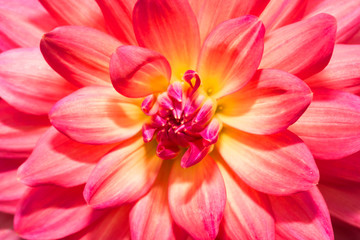 beautiful Flower dahlia in garden
