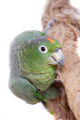 Mealy Amazon isolated on white