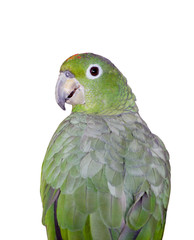 Mealy Amazon isolated on white