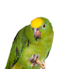 Yellow-crowned amazon isolated on white
