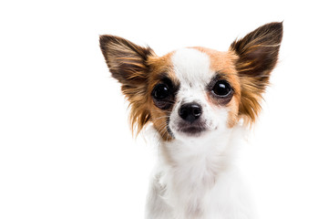 Cute Chihuahua on white background