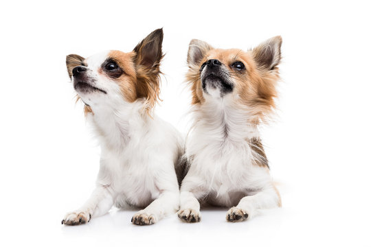 Cute Chihuahuas on white background
