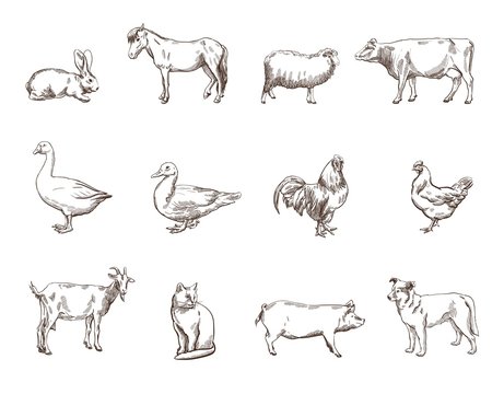 Sketch Farm Animals Images – Browse 66,349 Stock Photos, Vectors, and Video  | Adobe Stock