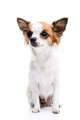 Cute Chihuahua on white background