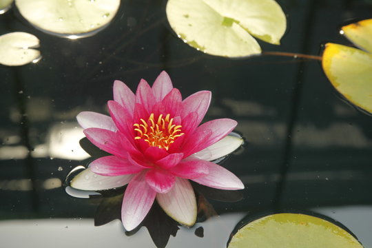 Fototapeta Lilie wodne (Nymphaea) - Oczko wodne