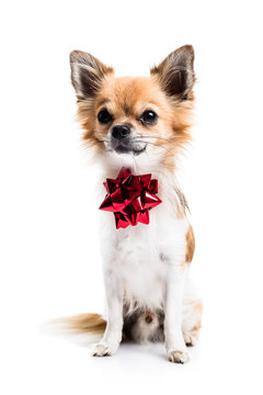 Cute Chihuahua on white background