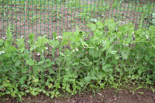 piante di taccola in fiore nell'orto