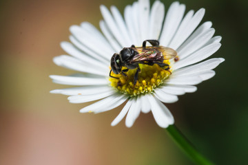 Bee on the flower
