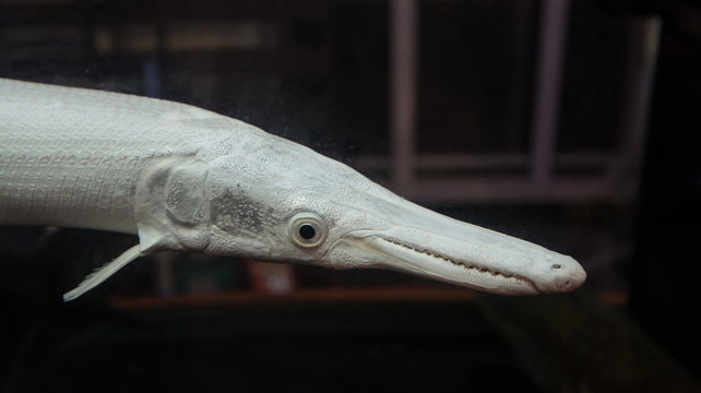 alligator garfish 