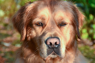 Obraz premium Dog face, golden retriever male. Focus on eyes.