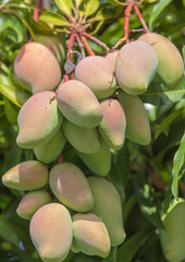 grappe de mangues vertes