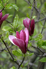 Magnolia, magnolie, kwiat magnolii - obrazy, fototapety, plakaty