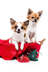 Cute Chihuahuas ready for Christmas.