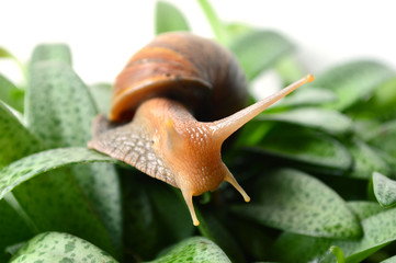 Land snail, Helix sp., Phylum Mollusca, Central of Thailand