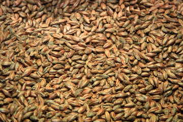 Malt background. Ingredient for beer.